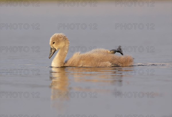 Mute Swan