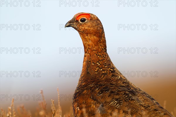 Red Grouse