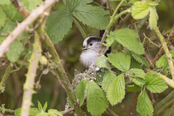 Long-tailed Tit