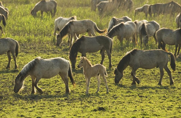 Konik domestic stallion