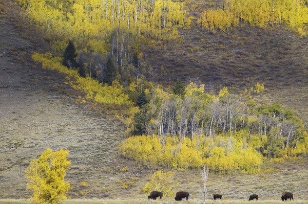 North American Bison