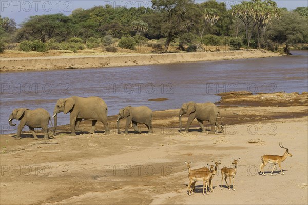 African elephant