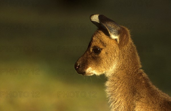 Western Grey Giant Kangaroo