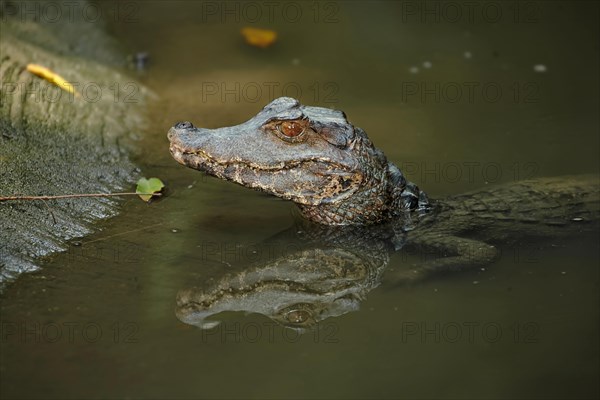 Cuvier's cuvier's dwarf caiman