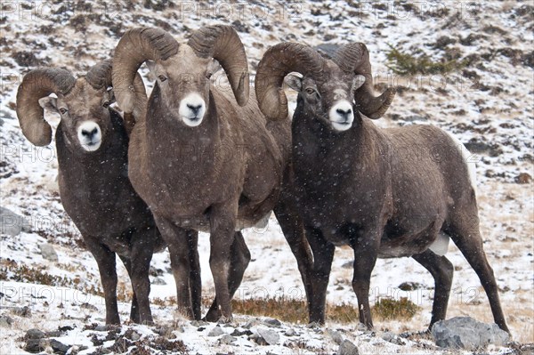 Bighorn sheep