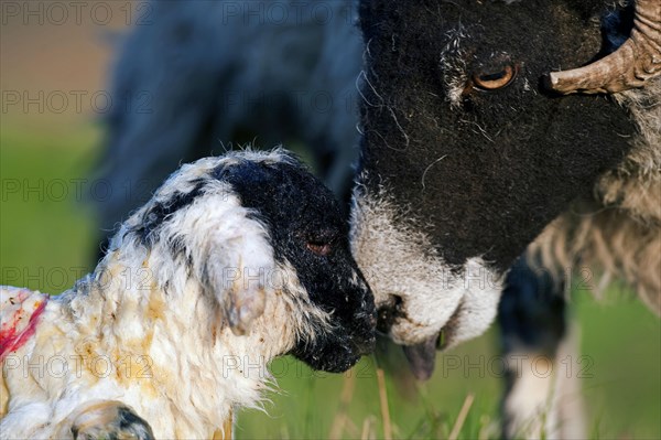 Domestic Sheep