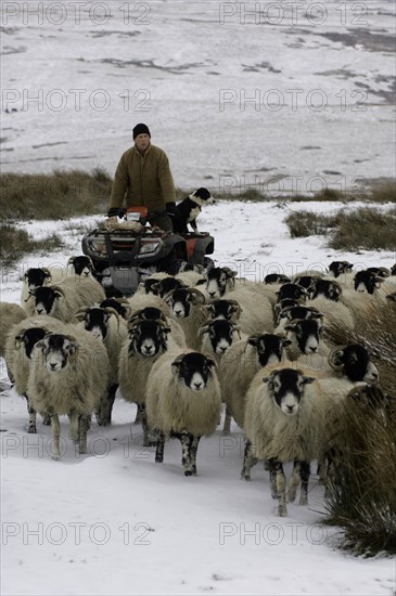 Sheep farming