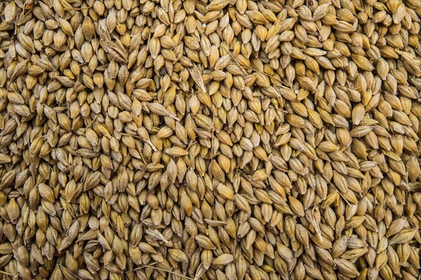 Barley