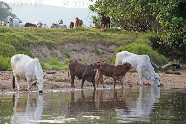 Domestic cattle