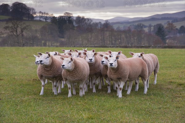 Domestic Sheep