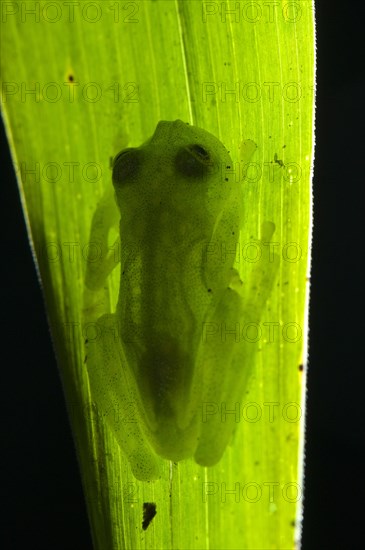 Glass frog