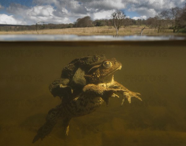 Common Toad