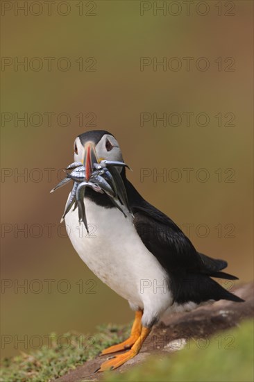 Puffin