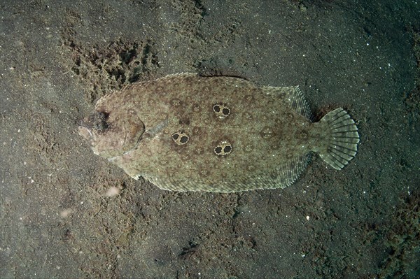 Ocellated Flounder