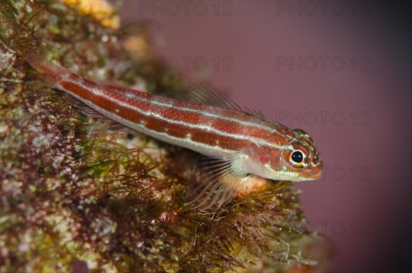 Striped Triplefin