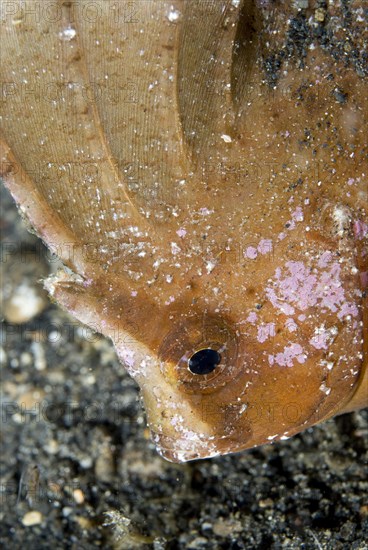 Cockatoo Leaffish