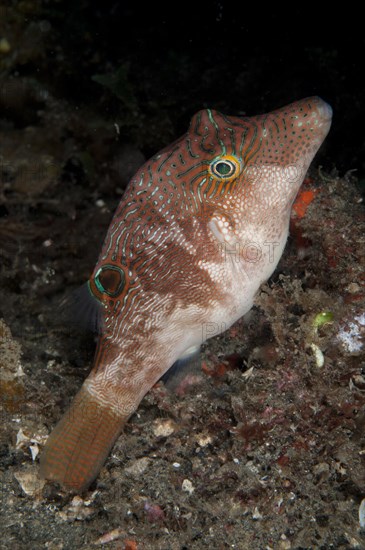 Maze Tip Pufferfish