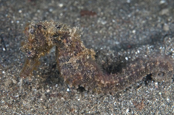 Moluccan Seahorse