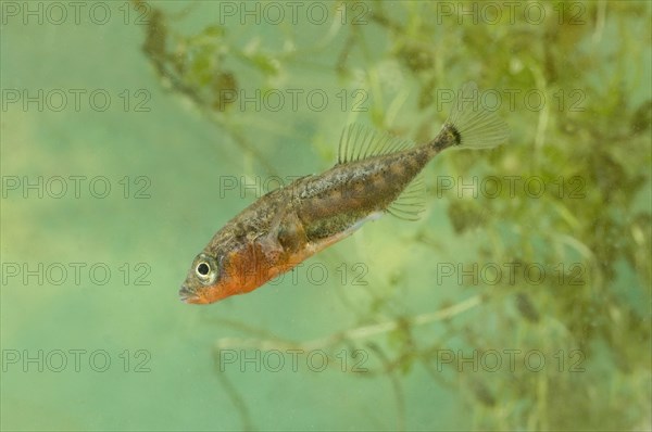 Three-spined Stickleback