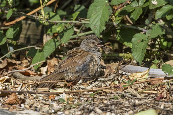 Dunnock sunbathing on woodland edge