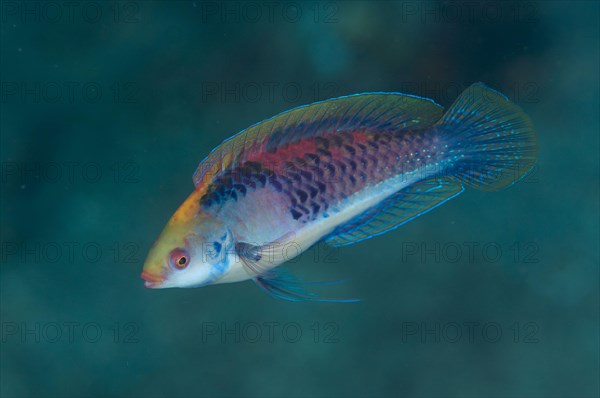 Blue-sided Wrasse