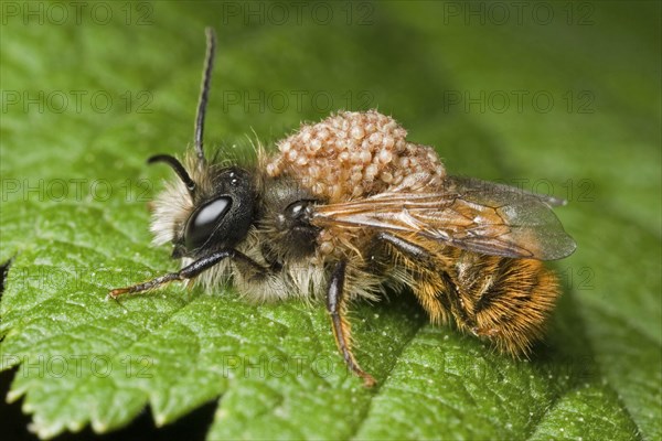 Red Mason Bee