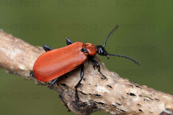 Black-headed Cardinal Beetle