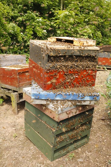 Professional beekeeping