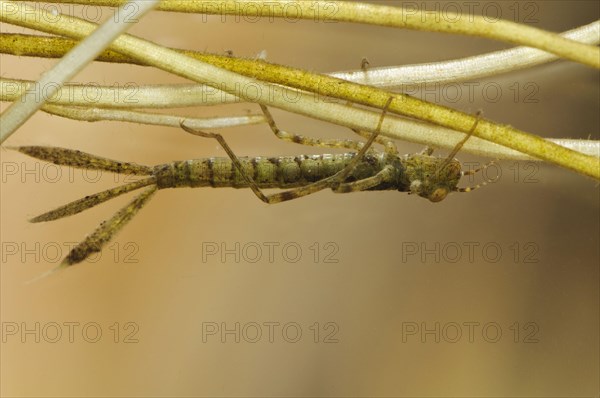 Blue-tailed damselfly