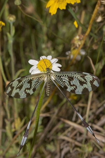 Thread Lacewing