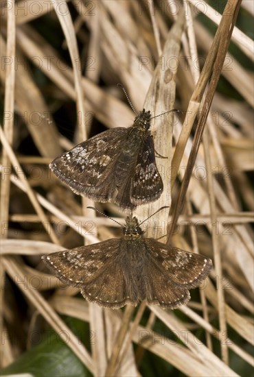 Dingy Skipper