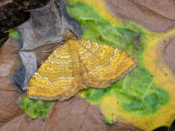 Yellow yellow shell