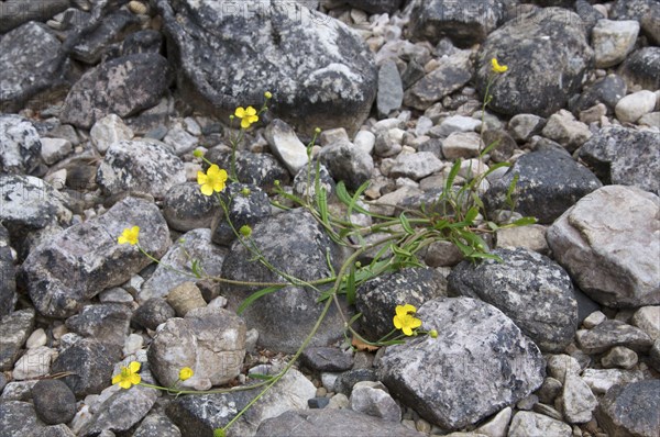 Lesser Spearwort