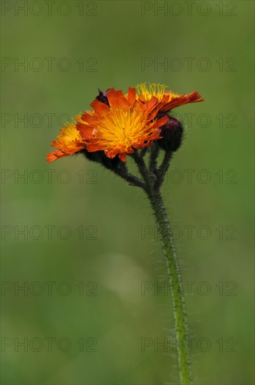 Orange hawkweed