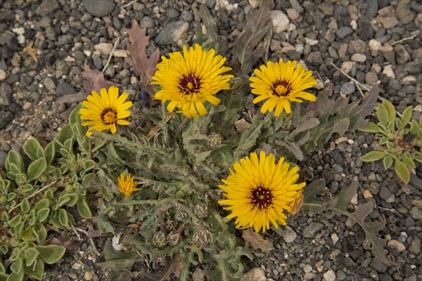 False false sowthistle