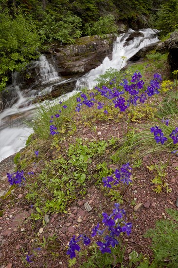 Low Larkspur