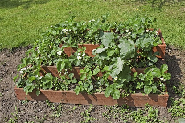 Growing strawberries