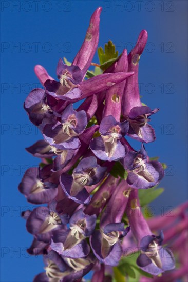 (Corydalis bulbosa), Corydalis cava, Bulbous Corydalis close-up of Ariege Pyrenees, Midi-Pyrenees, France, Europe