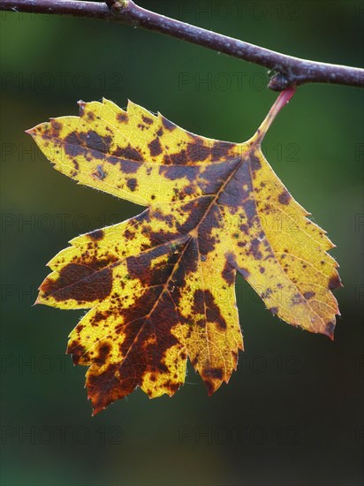 Common common hawthorn