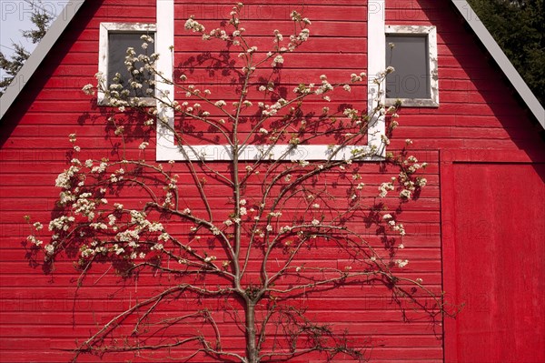 Flowering european pear