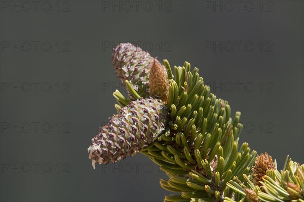 Great basin bristlecone pine