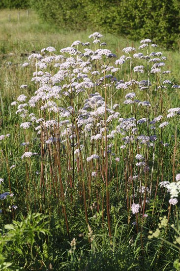 Flowering valerian