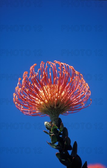 Pincushion Protea