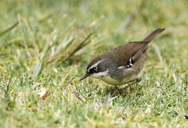 Adult white-browed scrubwren