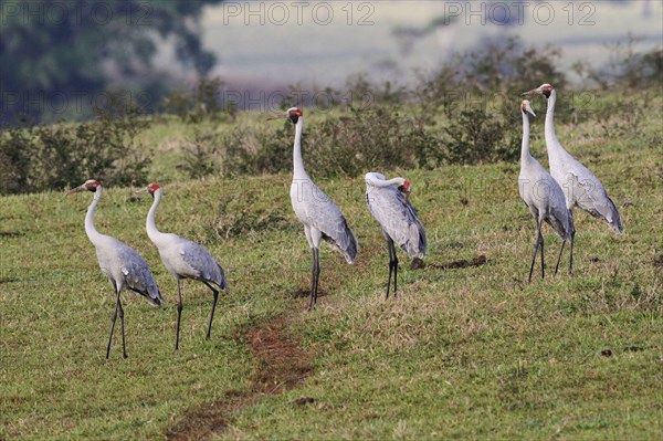 Brolga