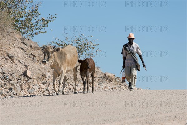 Man with cattle