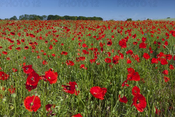 Common poppy