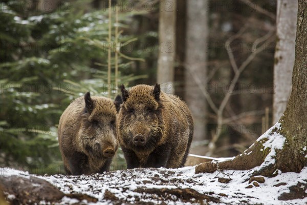 Two wild boars