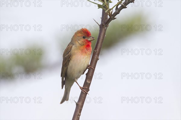 Common rosefinch