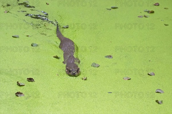 European european otter